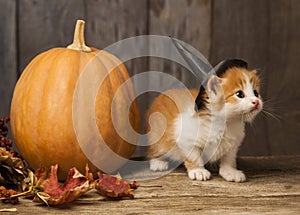 Ginger kitten and halloween pumpkin jack-o-lantern on black wood background