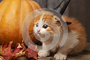 ginger kitten and Halloween pumpkin jack-o-lantern and on wood b