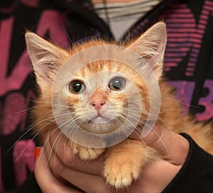 Ginger kitten in hands