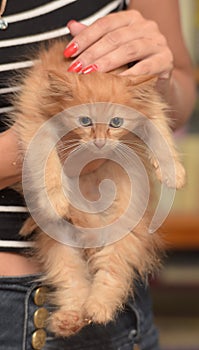 Ginger kitten in hands in an animal shelter