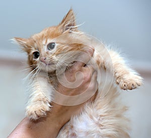 Ginger kitten in hands in an animal shelter