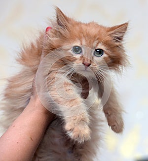 Ginger kitten in hands in an animal shelter