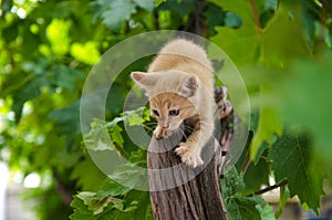 Ginger kitten on the hunt. Frisky Kitty climbs trees. Playful cat hunter. Kitten is exploring a new world for him. Delight