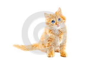 Ginger kitten isolated