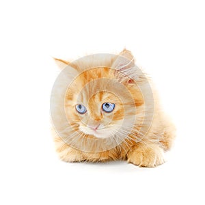 Ginger kitten isolated