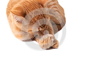 Ginger kitten licks paw isolated on white background