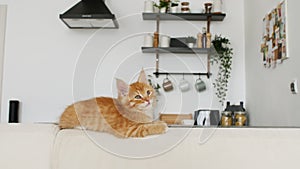 Ginger Kitten lies on a white sofa against the background of the kitchen. Cute little red Cat observes, watching