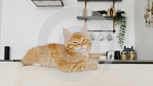 Ginger Kitten lies on a white sofa against the background of the kitchen. Cute little red Cat observes, watching