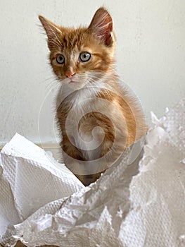 Ginger Kitten, mixed-breed cat, playing with soft paper