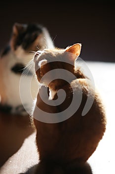 Ginger kitten paw scratches behind the ear. Cat portrait on the floor. Back view with sunlight and shadows