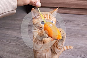 Ginger kitten playing with a cat toy