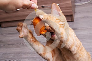 Ginger kitten playing with a cat toy