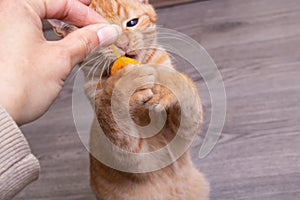 Ginger kitten playing with a cat toy