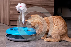 Ginger kitten playing with a cat toy