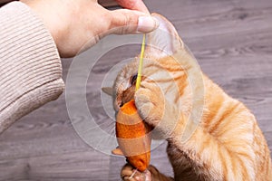 Ginger kitten playing with a cat toy