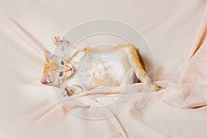 Ginger kitten playing light background indoors