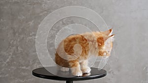 Ginger Kitten Playing Sitting on a Chair on Gray Background. Cat Show. Concept of Adorable Cat Pets.