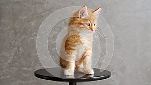 Ginger Kitten Playing Sitting on a Chair on Gray Background. Cat Show. Concept of Adorable Cat Pets.