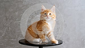 Ginger Kitten Playing Sitting on a Chair on Gray Background. Cat Show. Concept of Adorable Cat Pets.