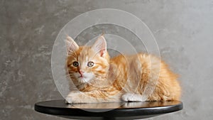 Ginger Kitten Playing Sitting on a Chair on Gray Background. Cat Show. Concept of Adorable Cat Pets.