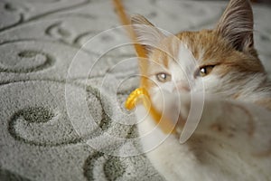 Ginger kitten plays with a yellow thread, pet lying on the bed, cat game