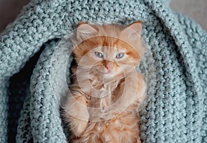 Ginger kitten. red kitten at blanket. Sweet adorable kitten on a serenity blue background. Funny kitten