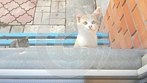 Ginger kitten requires attention through the window. Cat meows, asks for food or play.