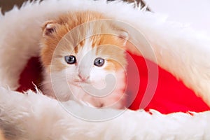 Ginger kitten in santa hat against the background of a Christmas