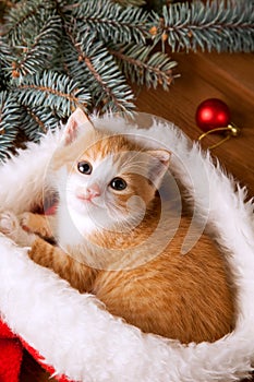 Ginger kitten in santa hat against the background of a Christmas