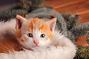 Ginger kitten in santa hat against the background of a Christmas