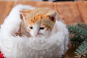 Ginger kitten in santa hat against the background of a Christmas