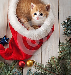 Ginger kitten in santa hat against the background of a Christmas