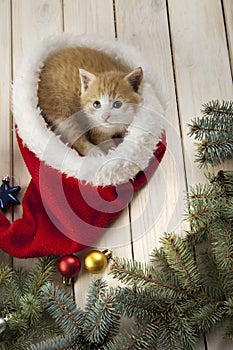 Ginger kitten in santa hat against the background of a Christmas