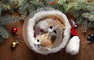 Ginger kitten in santa hat against the background of a Christmas tree