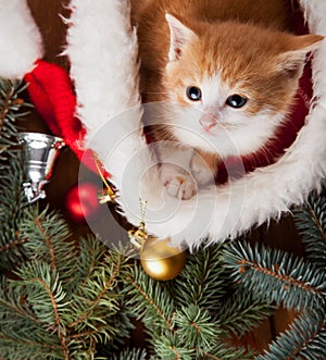 Ginger kitten in santa hat against the background of a Christmas tree