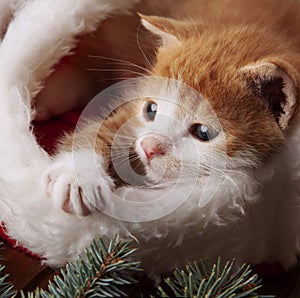 Ginger Kitten in santa hat on Christmas background and fur tree