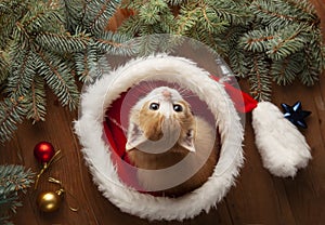 Ginger Kitten in santa hat on Christmas background and fur tree