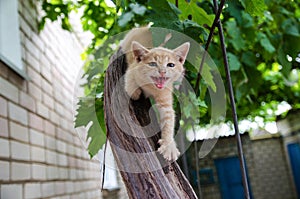 Ginger kitten screams meows with open mouth on a wooden branch. Frisky Kitty climbs trees. Playful cat hunts. The kitten is