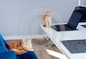 ginger kitten sits on the table and looks at the laptop
