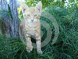 Ginger kitten sitting on the bush