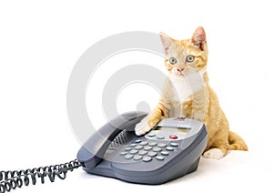 Ginger Kitten Sitting With Its Paw On A Phone