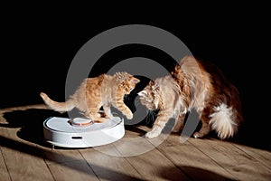 ginger kitten sitting on robotic vacuum cleaner. White vacuum cleaner is working on the floor