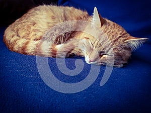 Ginger kitten sleeping on a blue background.