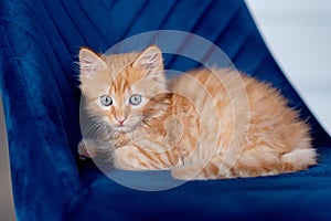 ginger kitten sleeping on a chair in the home