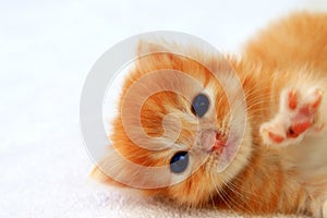 Ginger kitten, small newborn longhair cat on white background. Red kitten, adorable beautiful Persian baby animal few days old