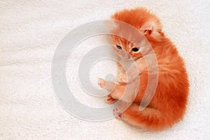 Ginger kitten, small newborn longhair cat on white background. Red kitten, adorable beautiful Persian baby animal few days old