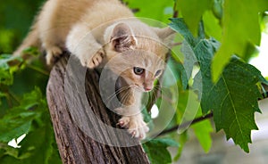 A ginger kitten sneaks up on prey on a tree. Frisky Kitty climbs trees. Playful cat hunter. Kitten is exploring a new world photo