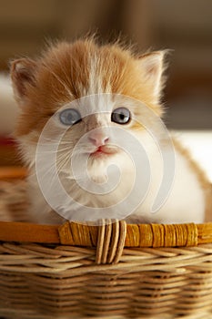 Ginger kitten in wood basket