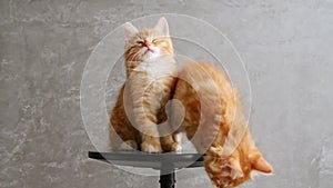 Ginger Kittens Playing Sitting on a Chair on Gray Background. Cat Show. Concept of Adorable Cat Pets.