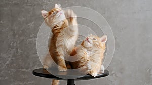 Ginger Kittens Playing Sitting on a Chair on Gray Background. Cat Show. Concept of Adorable Cat Pets.